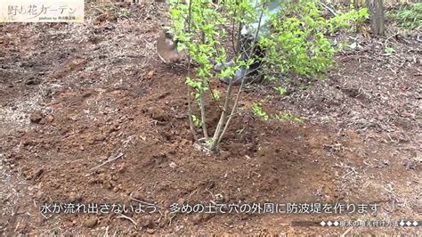 樹木植栽|樹木の植え付け適期栽培ガイド 